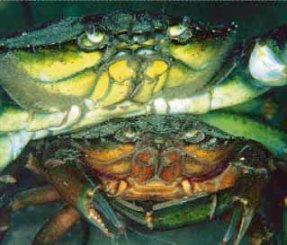 Source: www.wemburymarinecentre.org